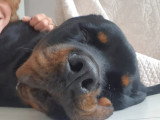 Rottweiler à donner
