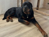 Rottweiler à donner