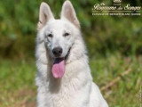 3 chiots mâles Berger Blanc Suisse à réserver (LOF)