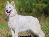 3 chiots mâles Berger Blanc Suisse à réserver (LOF)