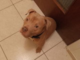 Chien adulte de type Pitbull mâle à vendre