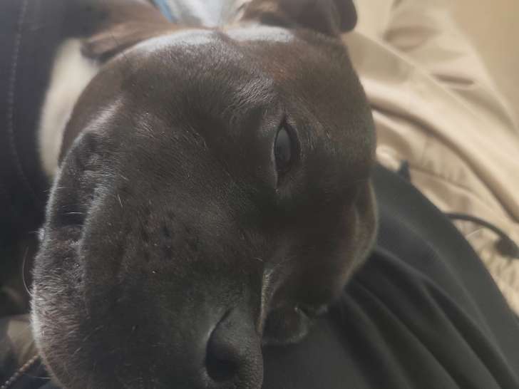 Mâle Staffordshire Bull Terrier LOF disponible pour saillie