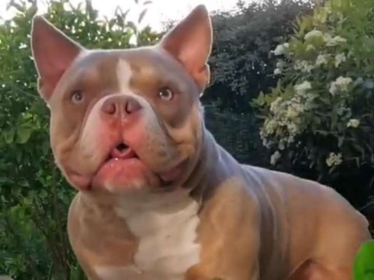 Femelle Aerican Bully pocket à donner