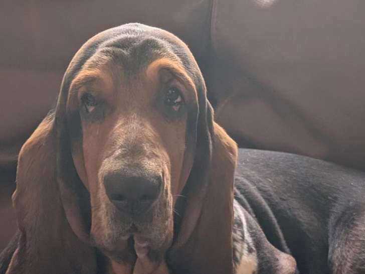 Femelle Basset Hound disponible pour saillie