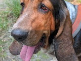 Femelle Basset Hound disponible pour saillie