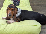 Femelle Basset Hound disponible pour saillie