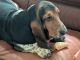 Femelle Basset Hound disponible pour saillie