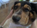 Femelle Basset Hound disponible pour saillie