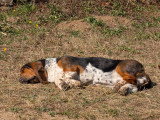Femelle Basset Hound disponible pour saillie