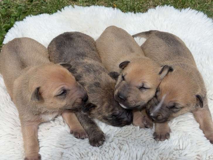 Chiots Bull Terrier Miniature à vendre