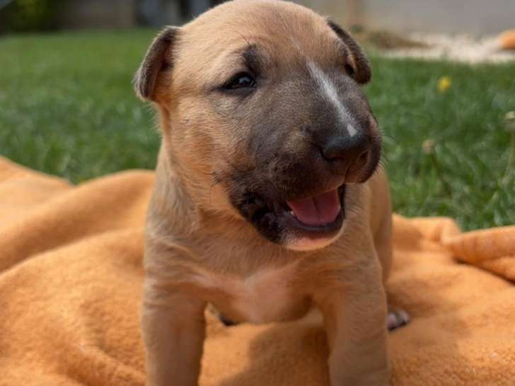 Chiots Bull Terrier Miniature à vendre