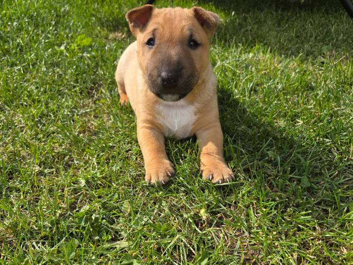 Chiots Bull Terrier Miniature à vendre