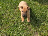 Chiots Bull Terrier Miniature à vendre