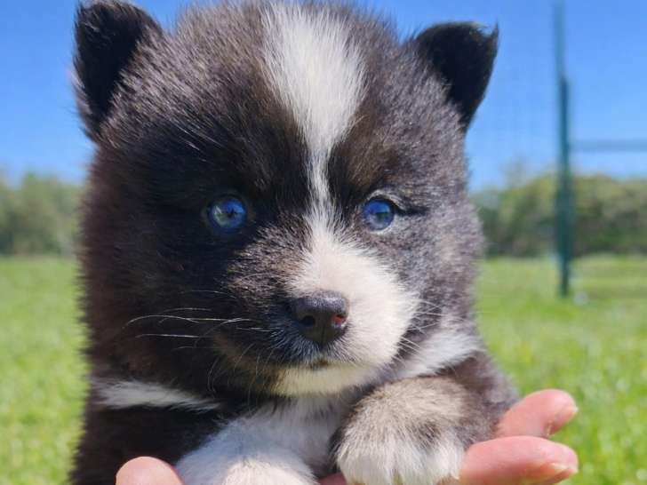 Chiots Pomsky F3 à vendre