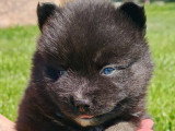 Chiots Pomsky F3 à vendre