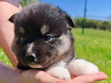 Chiots Pomsky F3 à vendre