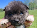 Chiots Pomsky F3 à vendre