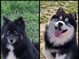 Chiots Pomsky F3 à vendre