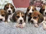 Portée de 7 chiots Beagle LOF nés en février 2026 à réserver