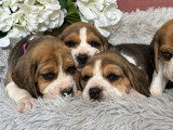 Portée de 7 chiots Beagle LOF nés en février 2026 à réserver