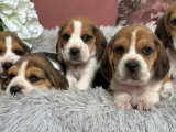 Portée de 7 chiots Beagle LOF nés en février 2026 à réserver