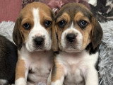 Portée de 7 chiots Beagle LOF nés en février 2026 à réserver