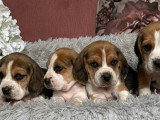 Portée de 7 chiots Beagle LOF nés en février 2026 à réserver