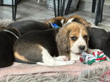 Portée de 7 chiots Beagle LOF nés en février 2026 à réserver