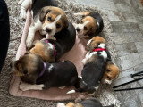 Portée de 7 chiots Beagle LOF nés en février 2026 à réserver