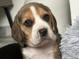 Portée de 7 chiots Beagle LOF nés en février 2026 à réserver