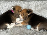 Portée de 7 chiots Beagle LOF nés en février 2026 à réserver