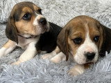 Portée de 7 chiots Beagle LOF nés en février 2026 à réserver