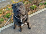 Chien adulte Cane Corso croisé Staffie à donner