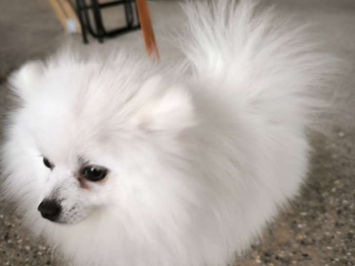 Mâle Loulou de Poméranie disponible pour saillie