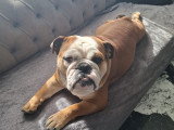 Churchill, mâle Bouledogue Anglais LOF confirmé disponible pour saillie