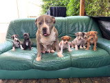 Chiots American Bully XXL à réserver
