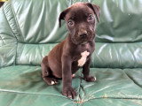 Chiots American Bully XXL à réserver