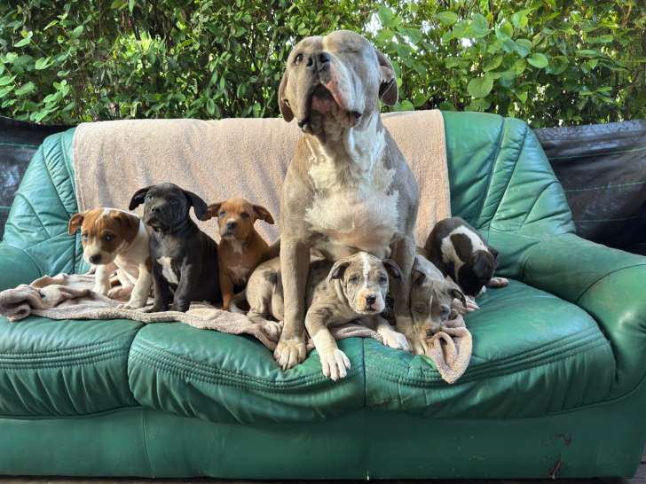 Chiots American Bully XXL à réserver