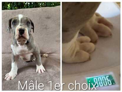 Chiots American Bully XXL à réserver
