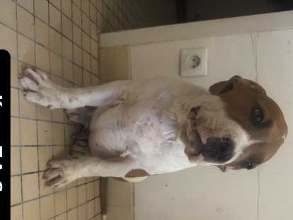 Chiots American Bully XXL à réserver