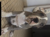 Chiots American Bully XXL Dispo
