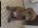 Chiots American Bully XXL Dispo