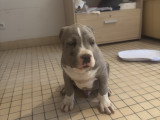 Chiots American Bully XXL Dispo