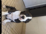 Chiots American Bully XXL Dispo