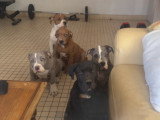 Chiots American Bully XXL à réserver