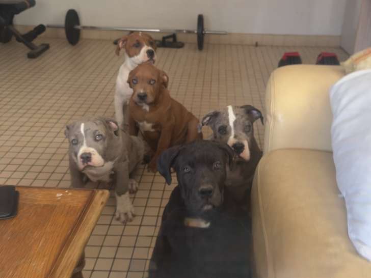 Chiots American Bully XXL Dispo