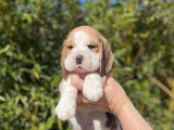 Chiots de race Beagle à vendre (4 femelles)