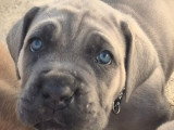 11 chiots Cane Corso LOF fauve et froment de février 2026 à réserver
