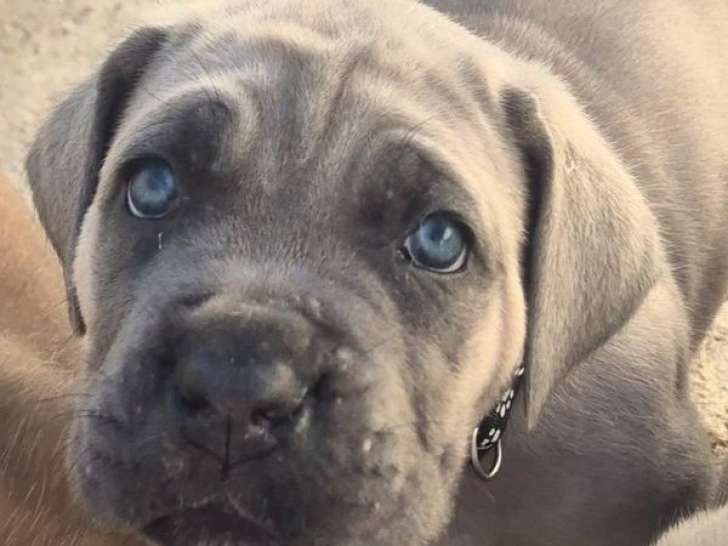 11 chiots Cane Corso LOF fauve et froment de février 2026 à réserver