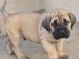 11 chiots Cane Corso LOF fauve et froment de février 2026 à réserver